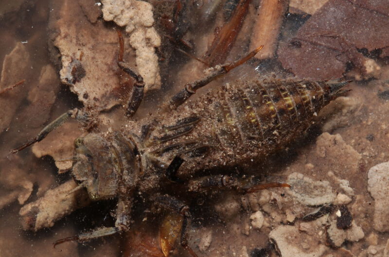 Larve der Gestreiften Quelljungfer (Cordulegaster bidentata). Die Entwicklung vom Ei bis zum Vollinsekt dauert  in den kalten Quellbächen 3 bis 5 Jahre.