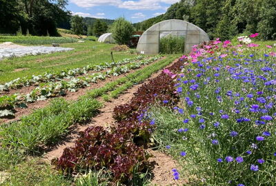 Zu sehen ist ein Feld im Grünen. Darauf verschiedene Reihen mit Gemüsepflanzen und einem Gewächshaus im Hintergrund.