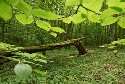 grüne Impression aus dem Nationalpark Hainich
