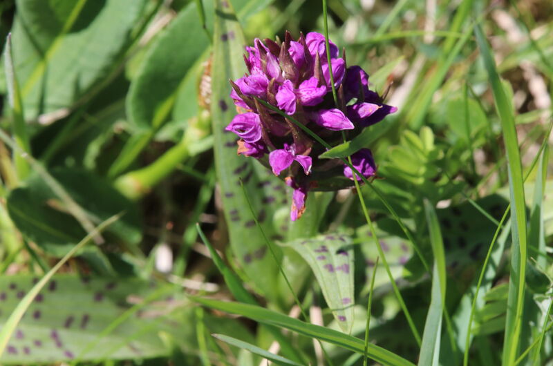 Ein Bewohner der Feuchtwiesen - die Breitblättrige Kuckucksblume (Dactylorhiza majalis).