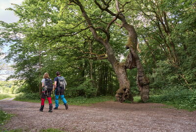 Wanderpaar an der Betteleiche