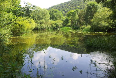 Bereits 2014 diente der Teich wieder als Lebensraum für Kammmolch, Laubfrosch und Eisvogel.
