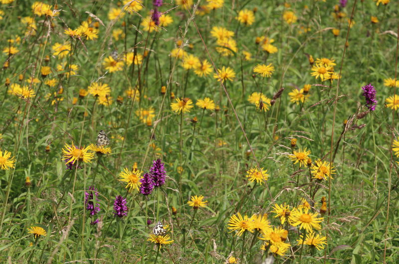 Die Binsenwiese mit dem gelbblühenden Weidenblättrigen Alant (Inula salicina) und der violettblühenden Echten Betonie (Betonica officinalis).