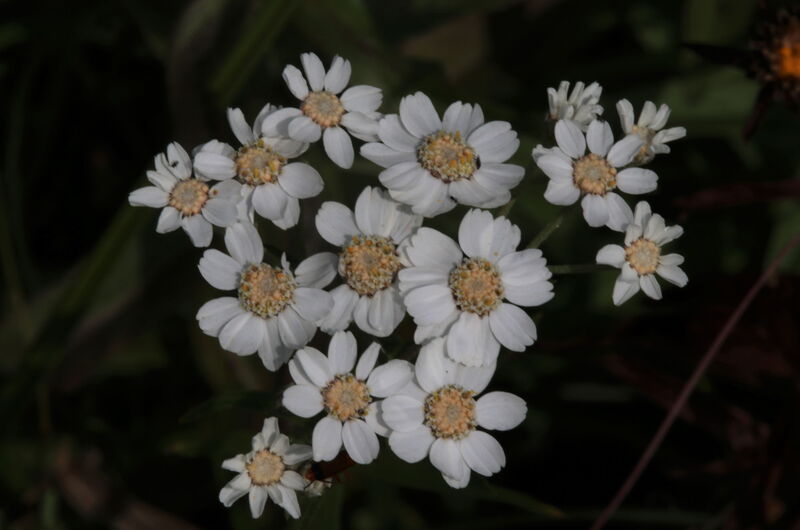 Die Sumpf-Schafgarbe (Achillea ptarmica) erträgt Staunässe und kommt z. B. in Nasswiesen und Niedermooren vor.