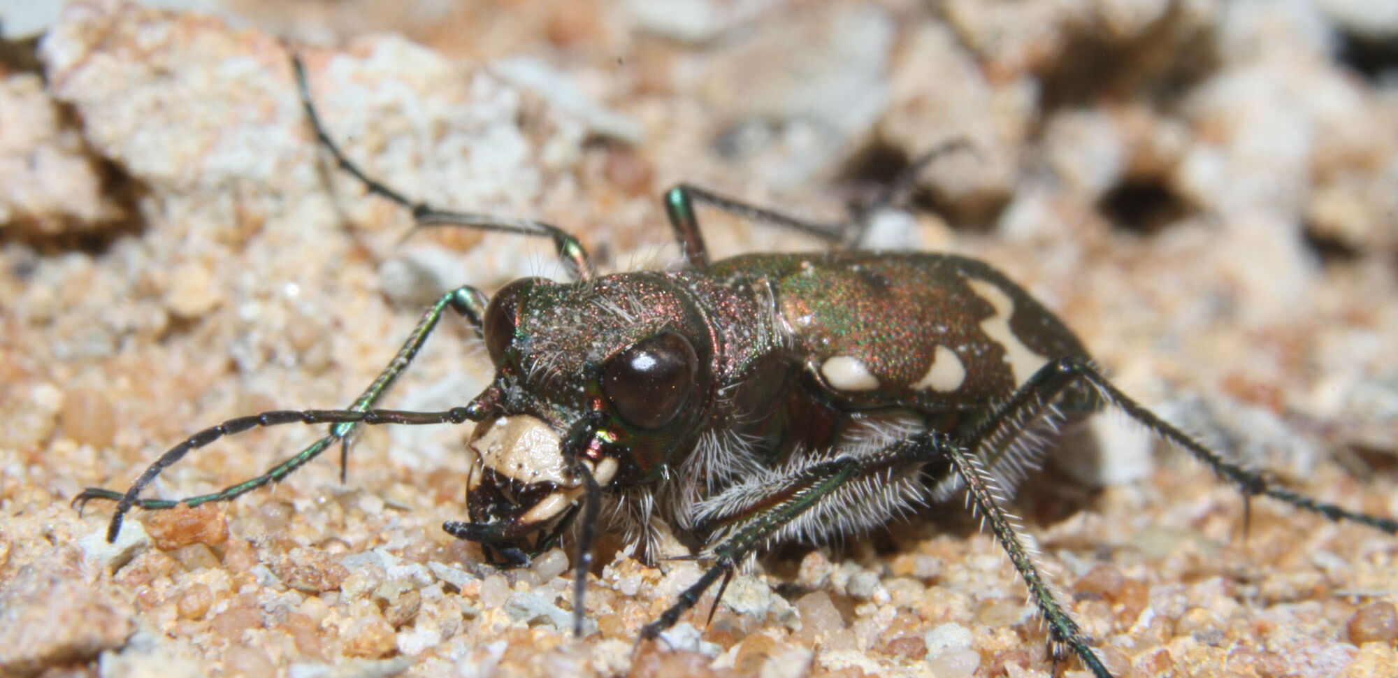 Auge in Auge mit einem im Eichsfeld nur selten vorkommenden Berg-Sandlaufkäfer (Cicindela silvicola).