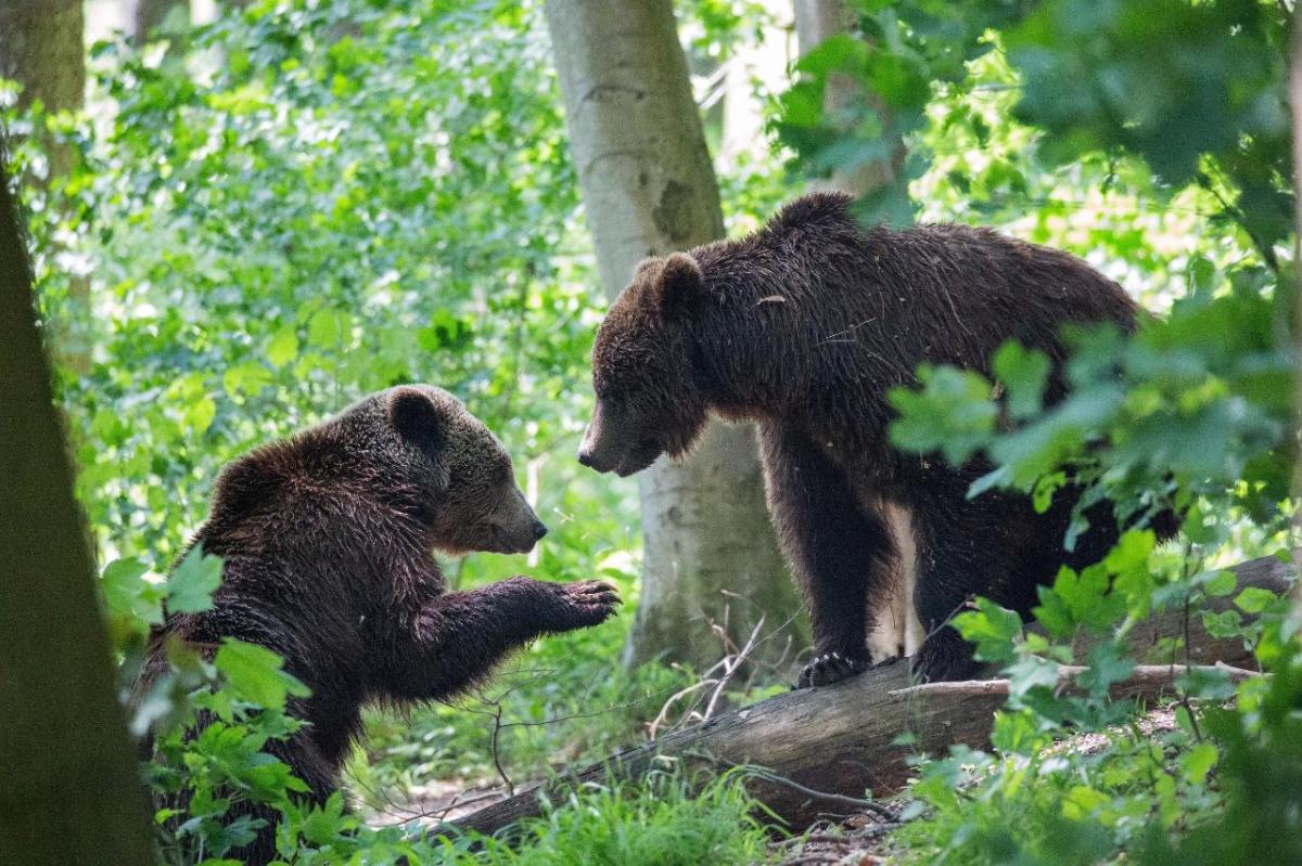 Große Ostereiersuche im Bärenpark Worbis