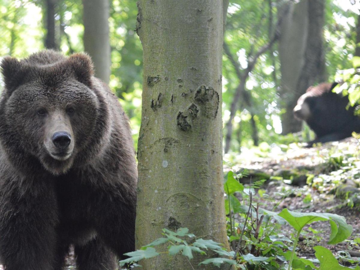 Halloween im Bärenpark 2026